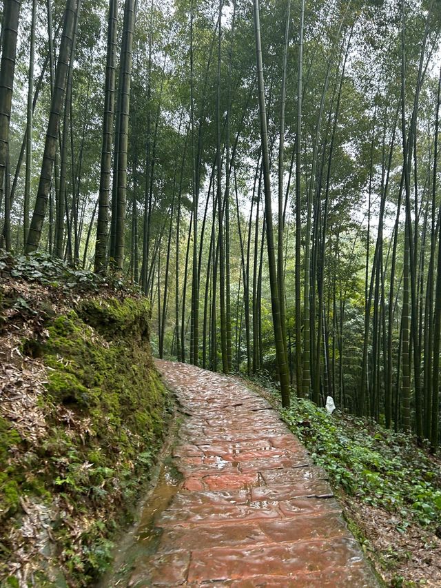宜賓2日探秘森林之旅｜超詳細攻略