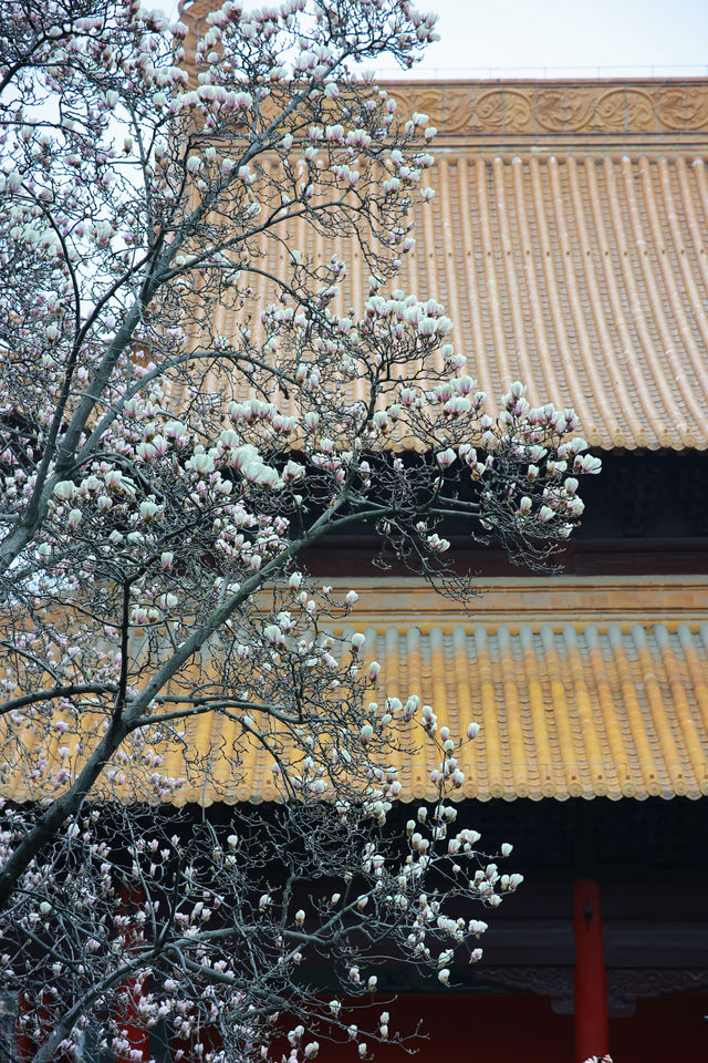 南京朝天宮頂流玉蘭花登場