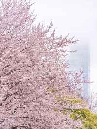 貴陽最美地鐵站🌸 紫葉李悄悄綻放啦
