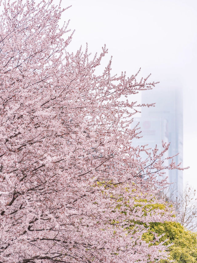 貴陽最美地鐵站🌸 紫葉李悄悄綻放啦