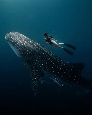 Maldives · Dangethi Island | Snorkeling with Whale Sharks: A Dream Come True!