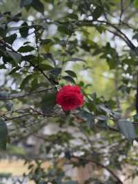 重慶鵝嶺公園山茶花傲然綻放，中式意境十足！
