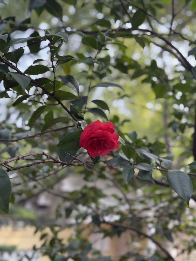 重慶鵝嶺公園山茶花傲然綻放，中式意境十足！