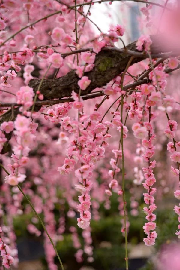 Discover the Hidden Beauty of the Plum Blossom Waterfalls in Jinhua