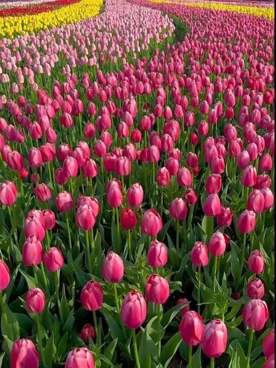 春天的鹽城！現實版莫奈花園賞花攻略