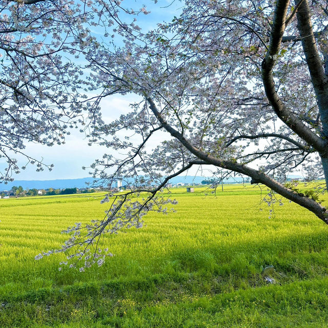 🌸櫻花難民集合！福岡藏著一片夢幻櫻花海