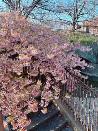 京都で楽しむ早春の桜