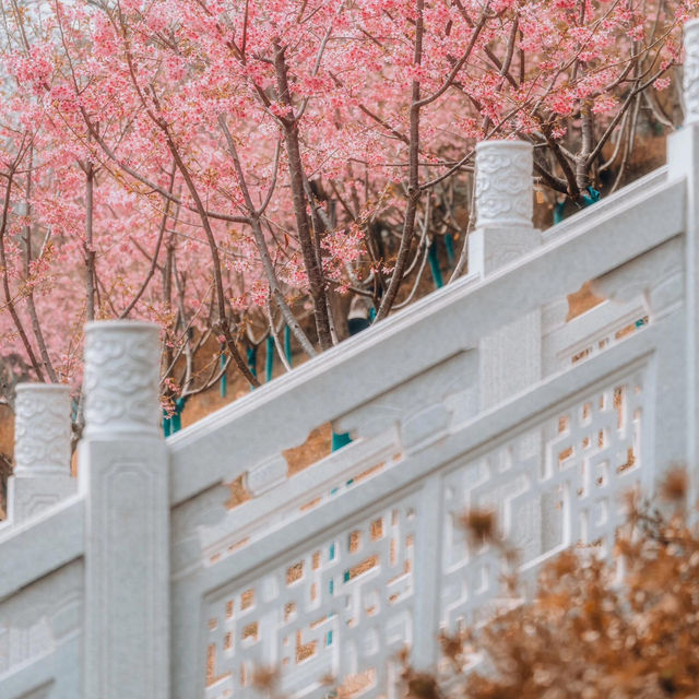 🌸去龜山風景區拍櫻花啦