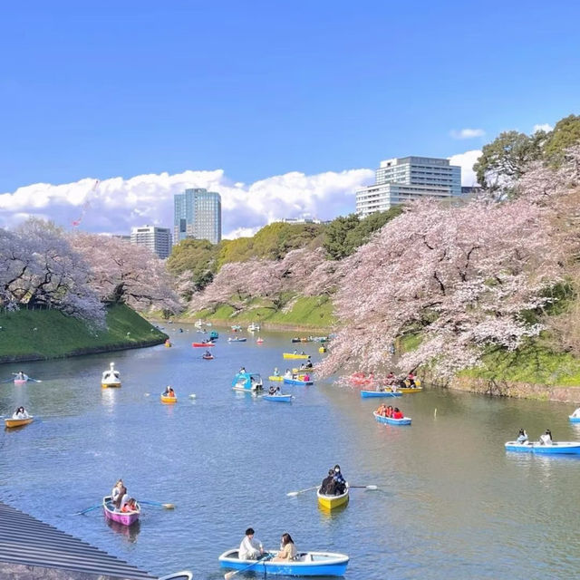 被隅田公園的櫻花美到失語🌸 東京賞櫻天花板