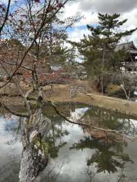 手向山神社：奈良的隱藏瑰寶⛩️🌸