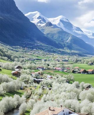 Driving from Chengdu to see thousands of acres of pear blossoms is possible right now.