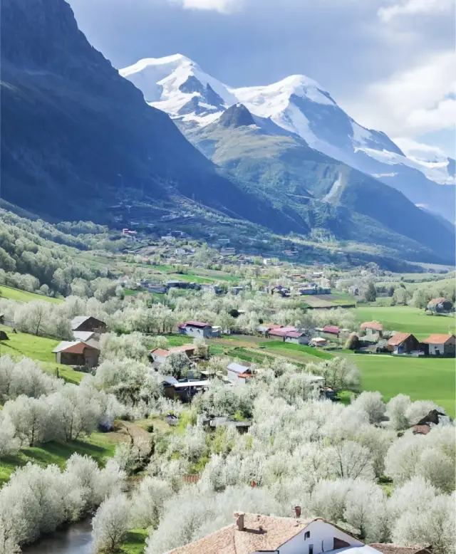 청두 주변 자가용으로 갈 수 있는 만묘 배꽃밭이 바로 지금입니다