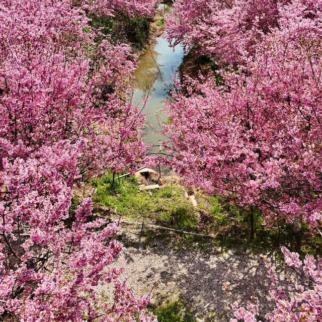 挖到寶！武漢人少景美賞櫻祕境🌸