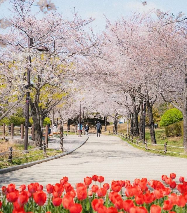 韓國賞鬱金香地圖，4月的浪漫非你莫屬