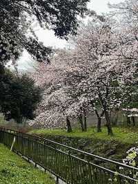 新山公園，櫻雨浮光