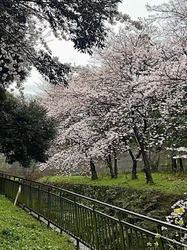 新山公園，櫻雨浮光