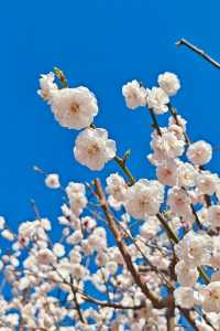 北京的春天 | 京城春日賞花漫遊指南。
