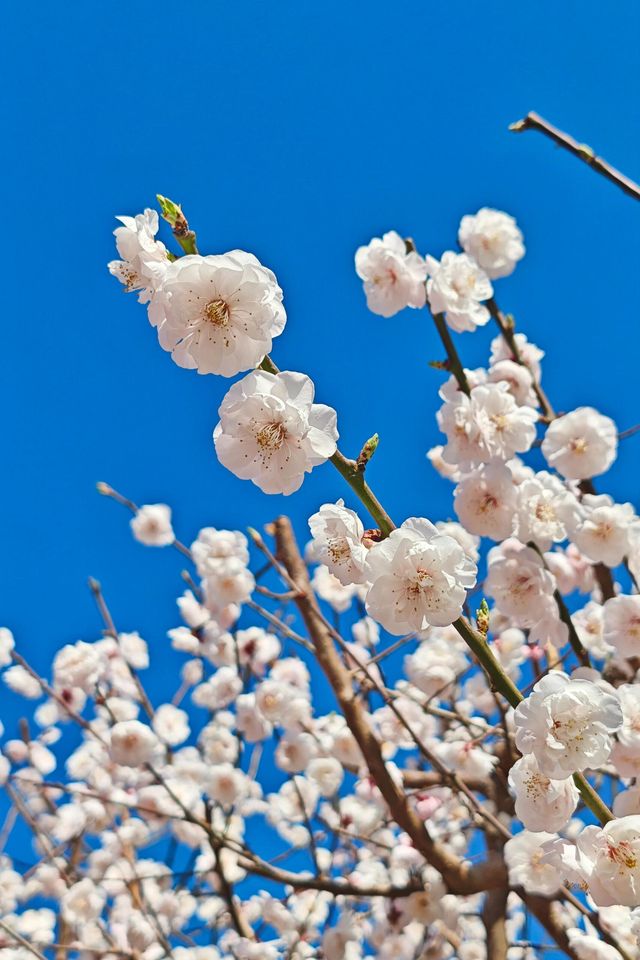 北京的春天 | 京城春日賞花漫遊指南。