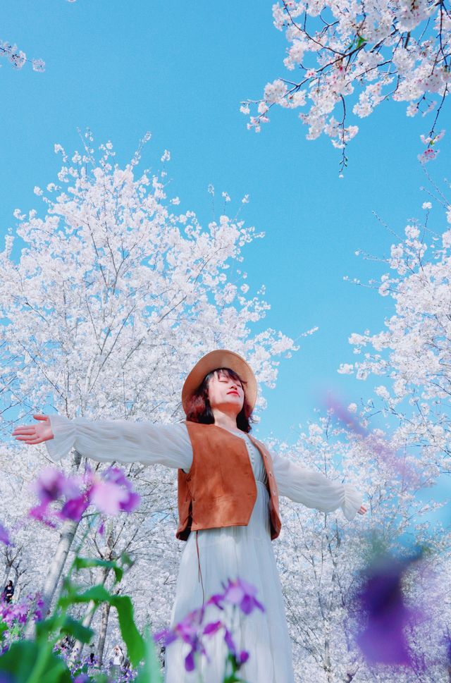 漫花莊園白櫻花，春日限定的純白夢境