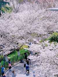 上海開往春天的列車🌸盛放附機位攻略