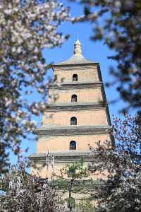 多角度賞花打卡攻略：與經典大雁塔同框