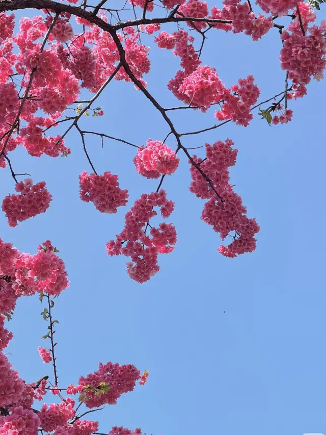 Wuhan Cherry Blossoms: A Love Letter to a Heroic City in Spring
