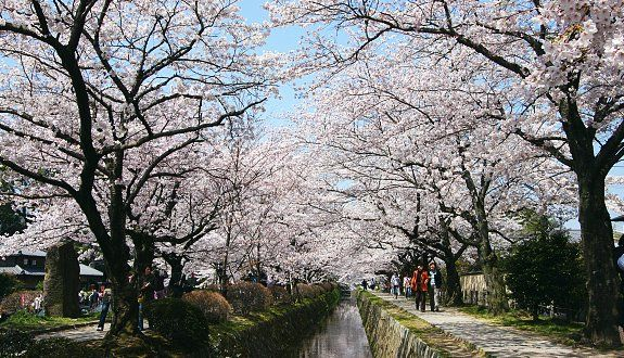 🌸Trip接送機|日本春日出遊指南·關西篇2