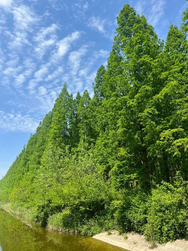 90%人都唔知嘅「森林烏托邦」！黃海森林公園嘅奇幻之旅