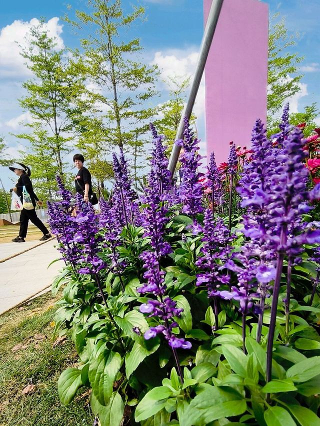 ITS STILL SPRING IN LOTUS PARK 🌷🌻🌺