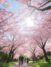函館櫻花三日：山海與人文交織的春日巡禮