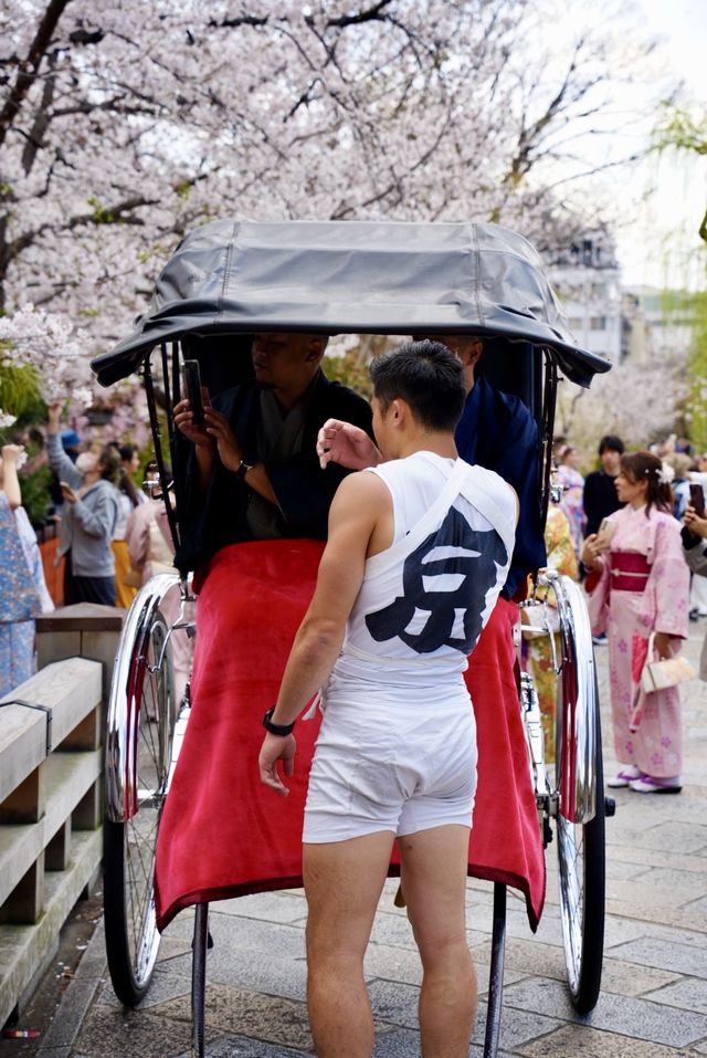 日本追櫻之旅｜京都櫻花最新情報