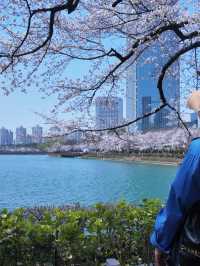 🌸春日限定 | 首爾石村湖浪漫櫻花季