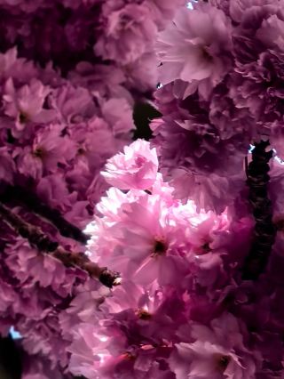 Bonn Cherry Blossom Avenue 2025