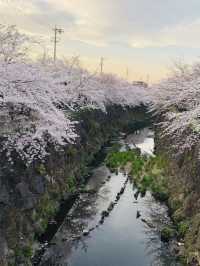 花見名古屋：千年古城的櫻花物語