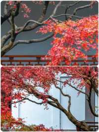 杭州小眾去處，秋景打卡地大揭秘