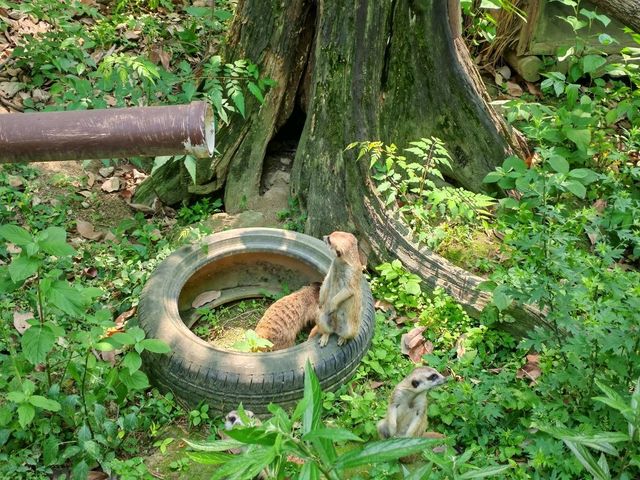探秘蓉城野趣：成都動物園漫遊指南