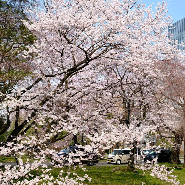 日本賞櫻之旅-仙台東北大學 