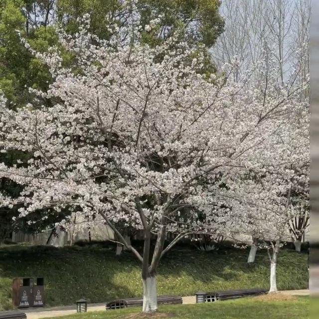 驚！西北湖廣場藏著絕美櫻花秘境🌸