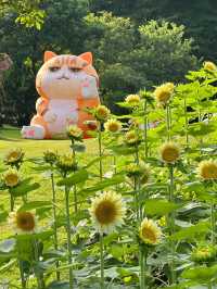 🌻廣州雲台花園 | 邂逅向日葵花海