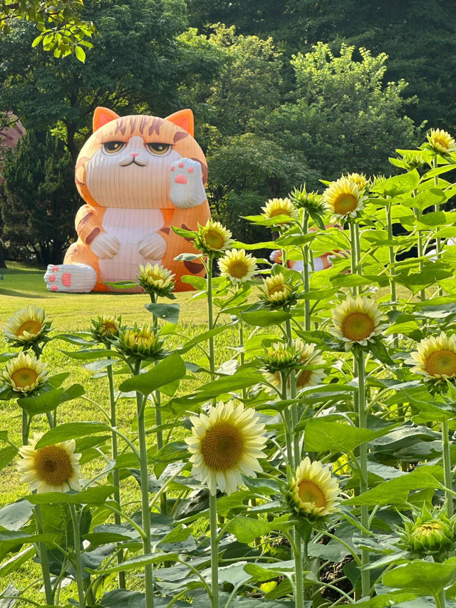 🌻廣州雲台花園 | 邂逅向日葵花海