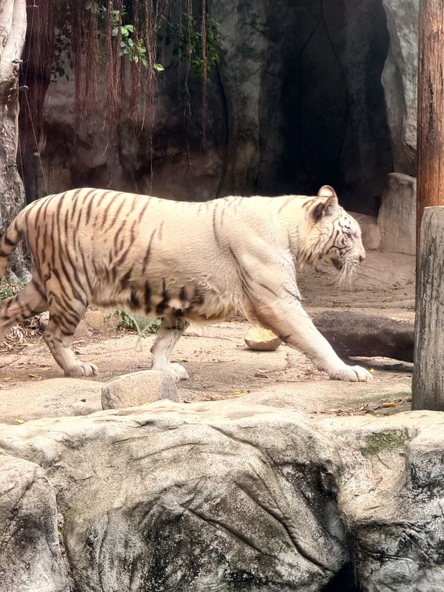住進動物王國，睇國寶賞馬戲全攻略