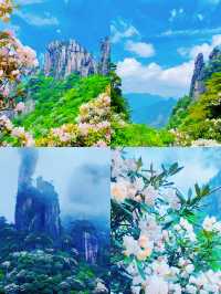 三清山6月杜鵑尾期攻略！抓住花海最後驚艷