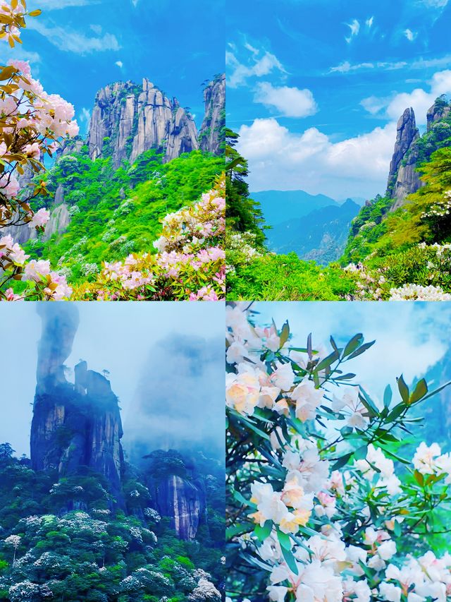 三清山6月杜鵑尾期攻略！抓住花海最後驚艷