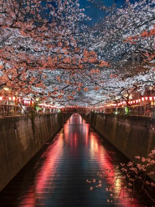 April in Tokyo is absolutely perfect for travel!