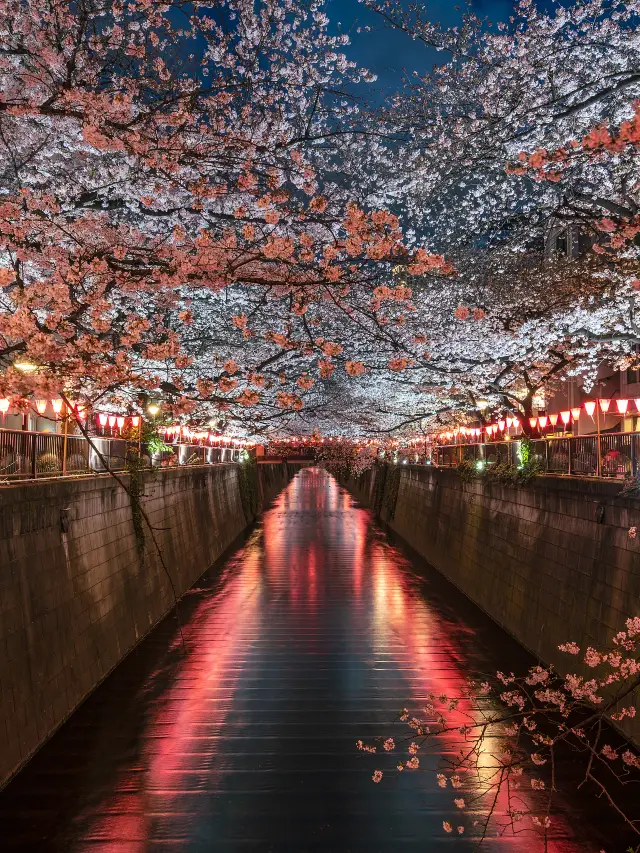 April in Tokyo is absolutely perfect for travel!