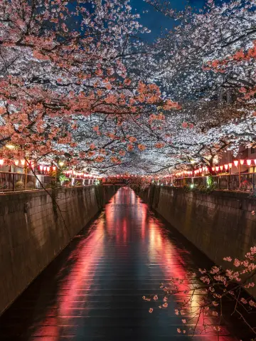 4月嘅東京,真係太適合旅遊啦!
