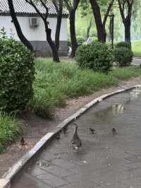 雨中漫步圓明園