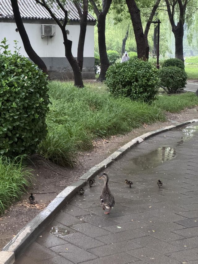 雨中漫步圓明園