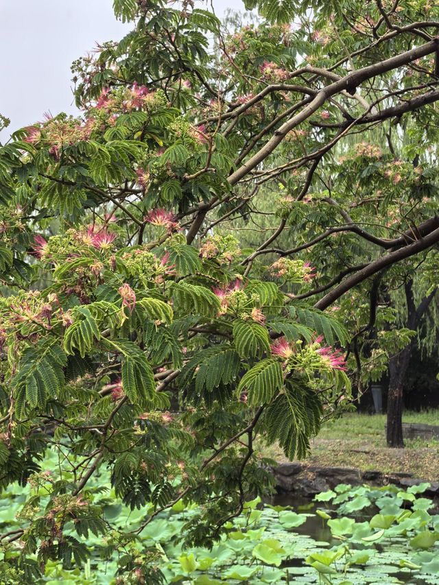 雨中漫遊圓明園，邂逅合歡花與荷花的詩意