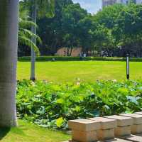 蓮花公園荷花季，在小區樓下就能賞荷